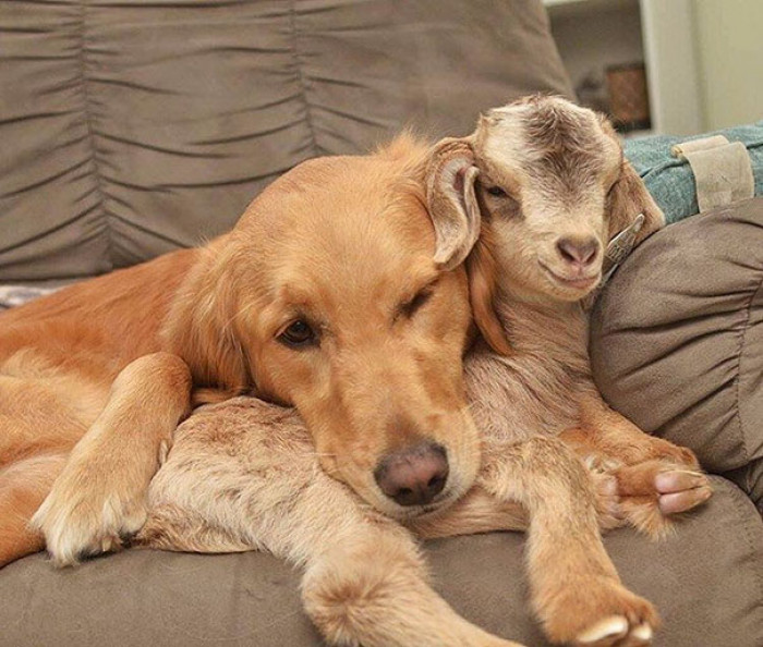 Meet Loryn, a dog who thinks she’s the mother of a couple of rescued baby goats