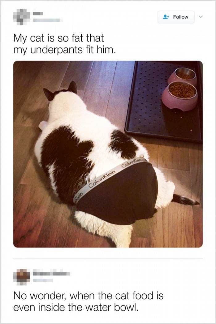 No water bowls, just food bowls