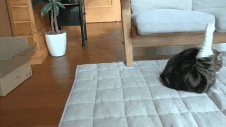 7. An innocent grooming session gone wrong.