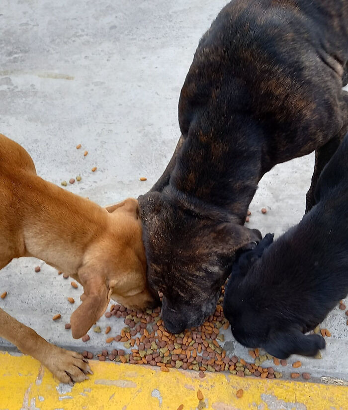 Jorge rescues dogs, cats, birds, and even farm animals.