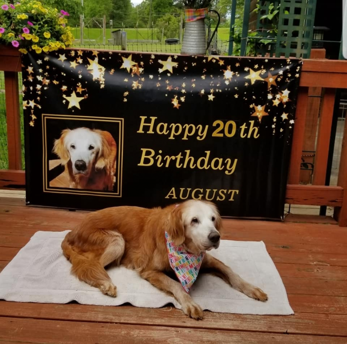 1. "Meet August, officially the oldest living Golden Retriever! She turned 20 years old!"