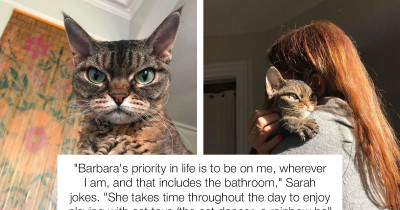 Cranky Cat Looks Like She Is Going To Murder You, But The Truth Is That She’s Actually A Sweet Cuddle Monster