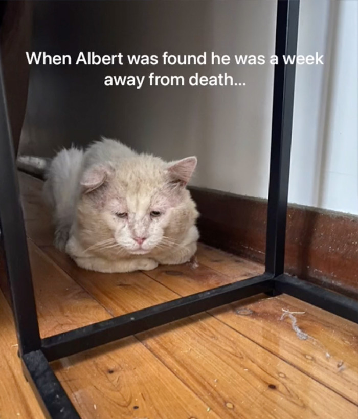 When Albert was found he was in bad condition