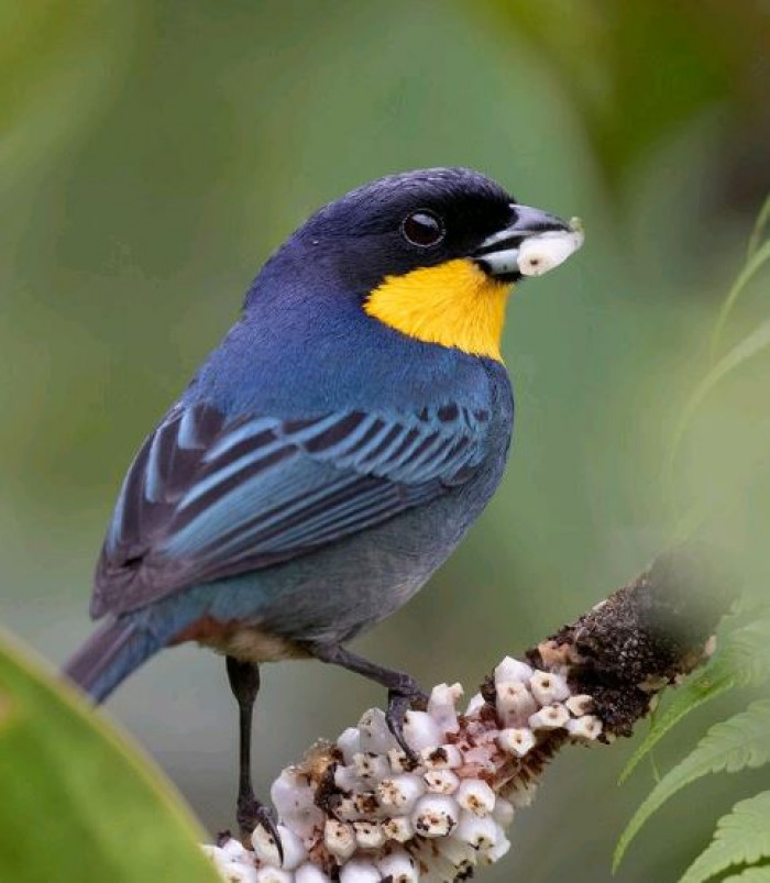 The purplish-mantled tanager is a Near Threatened species 