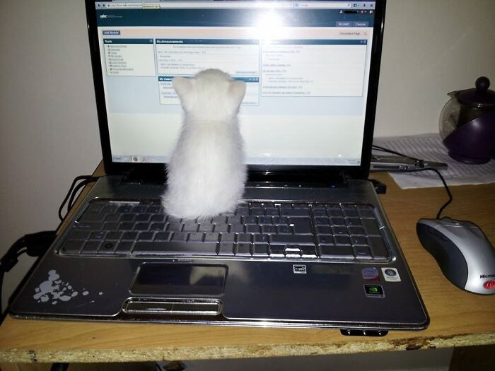 2. Tiny hacker committing cyber crimes