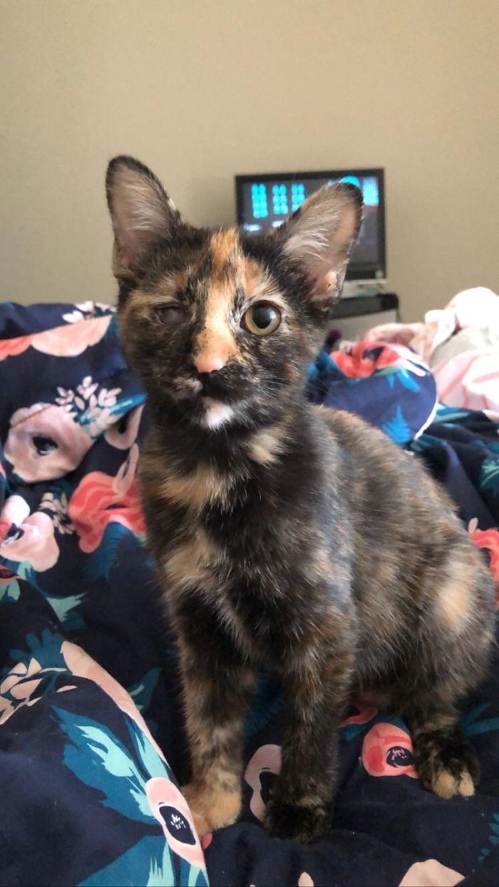 40. "This Is Wednesday, The Rescue Kitten With Only One Eye"