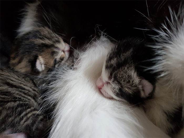 Man in a bedroom holds a kitten litter, smiling with surprise