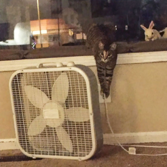 "This one won't stop unplugging the fan."