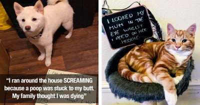 Pets That Are Causing Trouble All The Time So Their Owners Decided To Publicly Shame Them