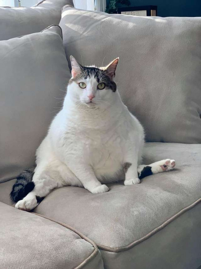 Owner Is Mortified After Noticing Her Chonky Kitty's New 'Sanitary' Haircut