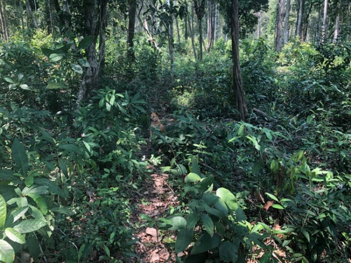 Rescue dog and Cambodian jungle surroundings during search for lost hikers