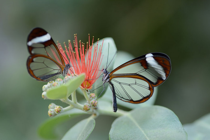 Glass Winged Butterfly After