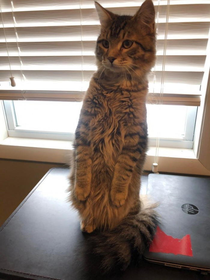 11. 'On a Zoom call for work, Gus noticed someone else had a cat...'