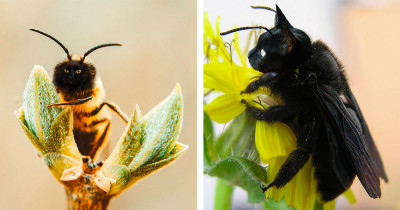 Cats Are Having Their Heads Photoshopped Onto Bees Because Why Not