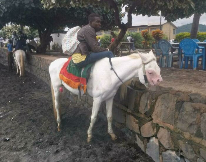 2. Apparently this type of horses are found only in Cameroon.