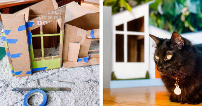 Cats Delighted When Woman Builds An Incredible Mid-Century Modern House For Them
