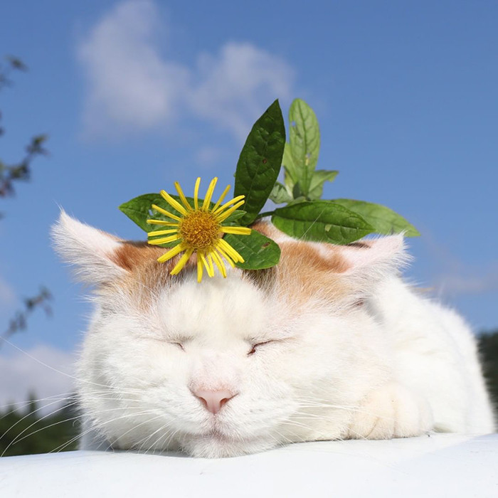 35 Photos Of Shiro, The Most Relaxed Cat In The World, Who Passed Away ...