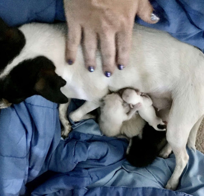 Bravo, momma dog officially adopts these orphaned kittens!