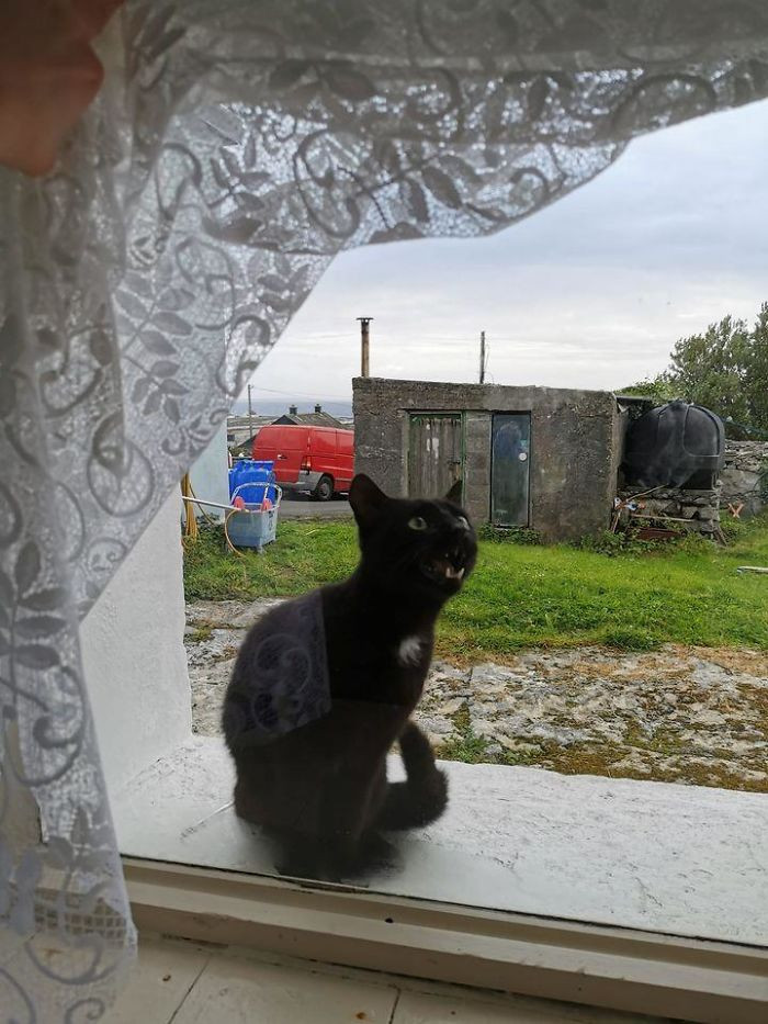 "Heard Shouting At The Window In The Cottage I Rented Last Weekend On The Aran Islands. Lifted The Net Curtain To Be Greeted By This Enthusiastic Member Of The Local Welcome Committee!"