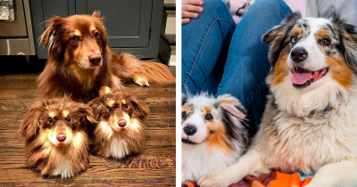 Show How Obsessed You Are With Your Pets With Custom Slippers Made To Look Exactly Like Your Furry Pals
