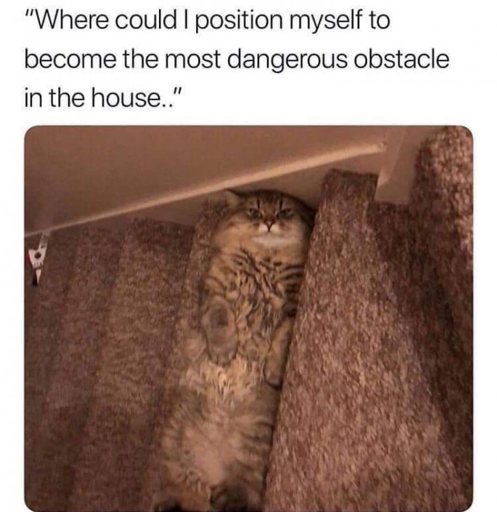 10. Cute, but deadly