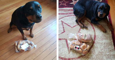 Dog Guards Family's Bread Whenever They Leave The House Because She Thinks It's Their Favorite Thing