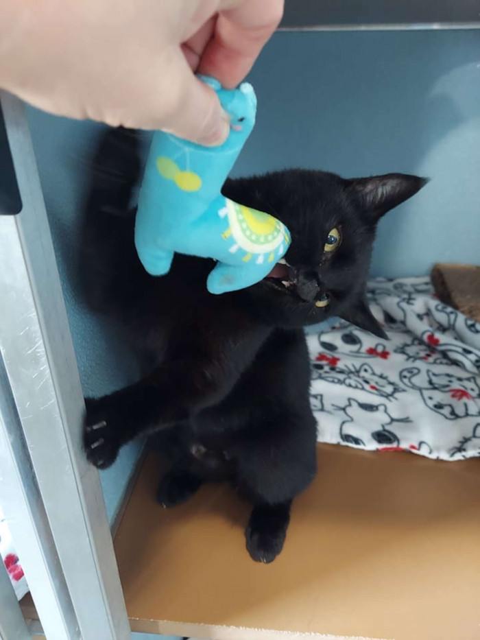 When Onyx arrived at BCHS, a vet examined her and determined that she would not require surgery for health reasons, and for the most part, having the cleft palate doesn't affect her at all.