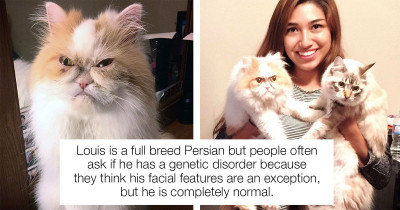 Has The Internet Successfully Replaced The Official Grumpy Cat? You Decide.