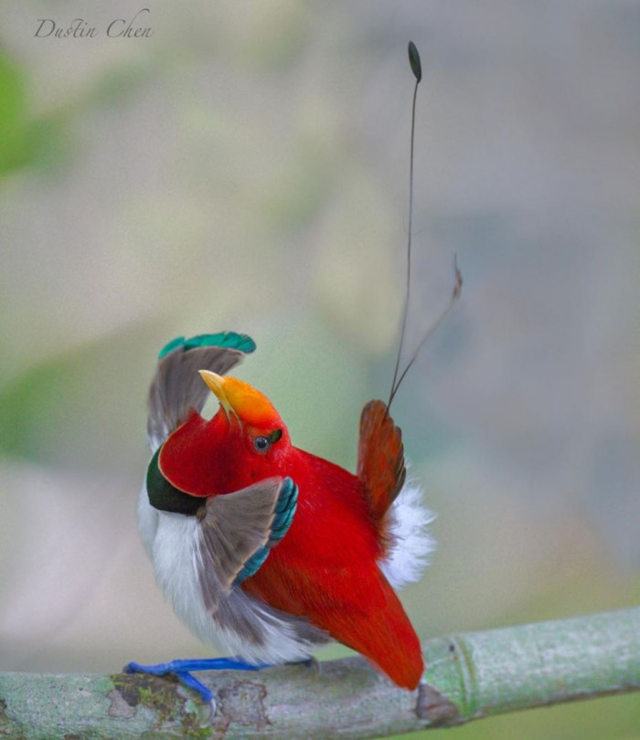 Meet the king bird-of-paradise. Its bright and vivid colors make it a living gem.