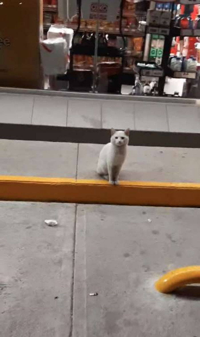 Clever Stray Cat Ushers People To The Cat Food Section Of A Store