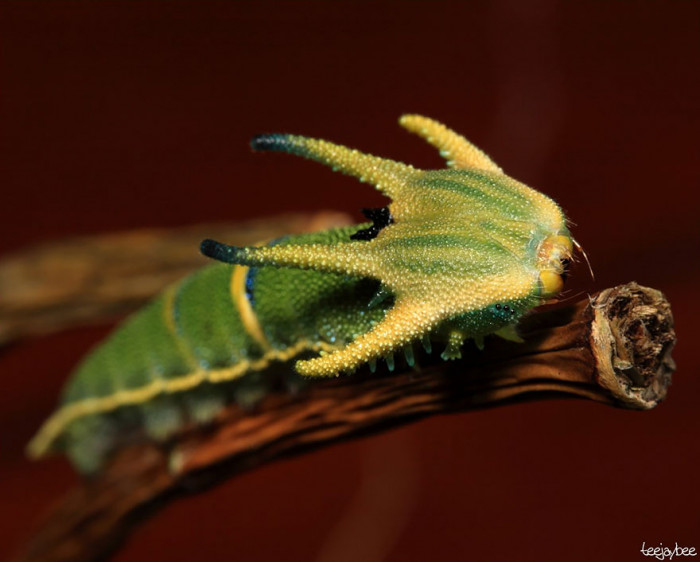 17. Polyura Sempronius Before