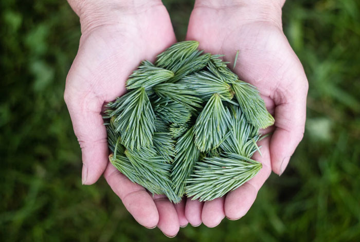 When this redditor was a child, they were asked to look for pine needles to be fed to the reindeers.