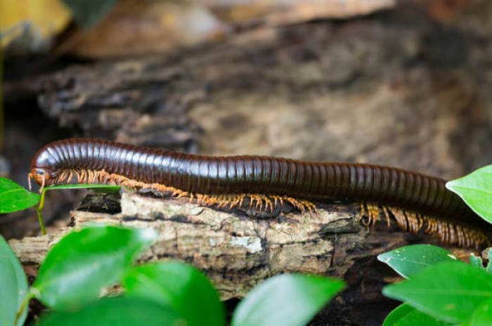 20. Millipede