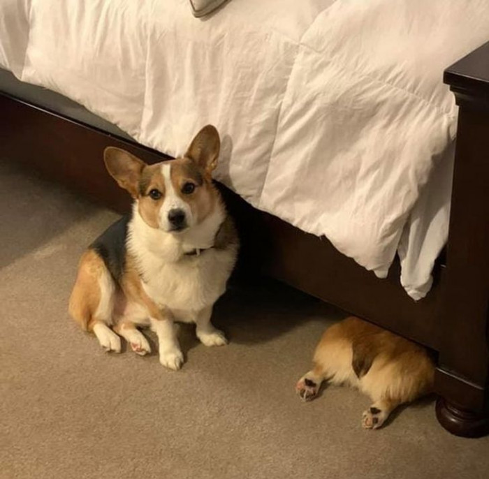 13. "Hashbrown hasn’t completely figured out hiding yet."