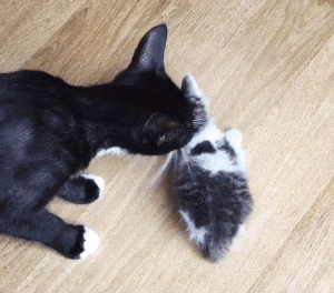 Small stray kitten crouched near sidewalk, begging for help as couple approaches.