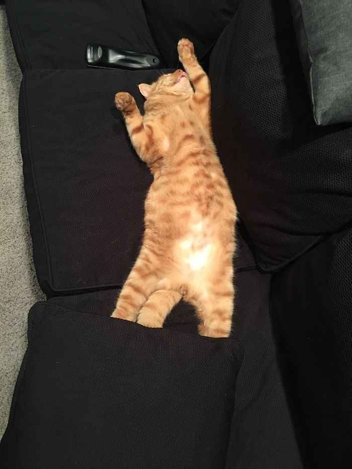 They decided to let a stray cat inside for warmth; after a few hours, they found him like that.