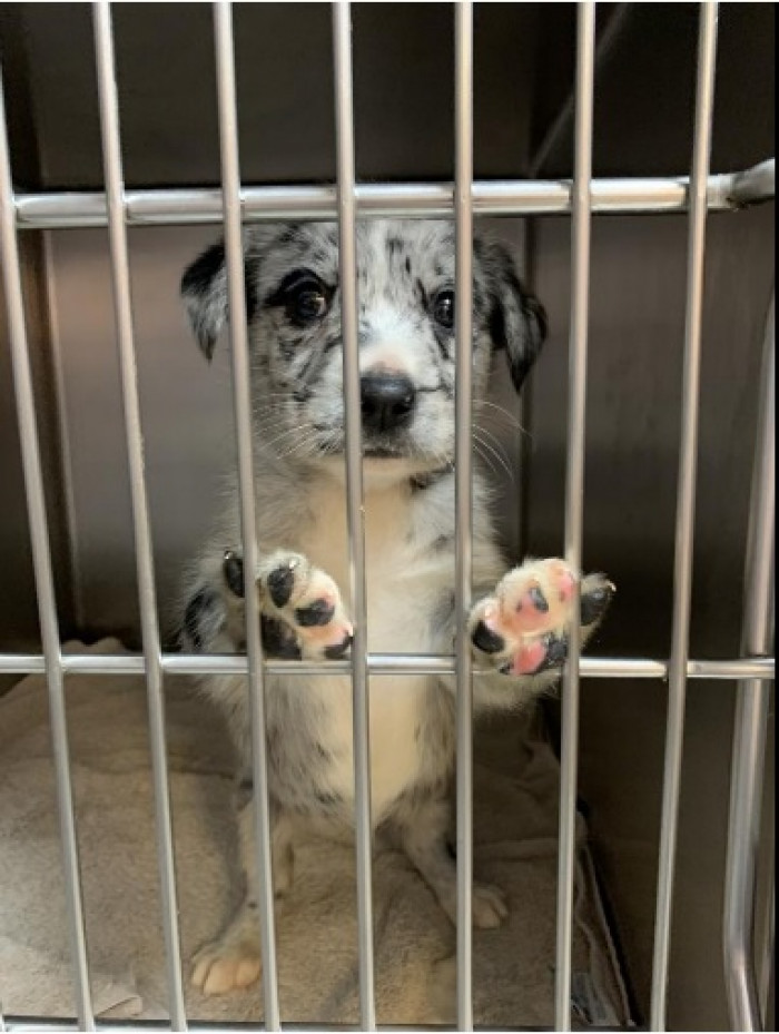 A puppy from the litter. So adorable.