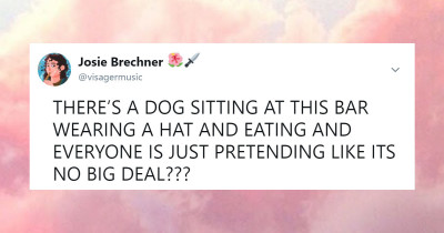 The Internet is in Shock by This Dog Casually Sitting in a Bar Like Everybody Else