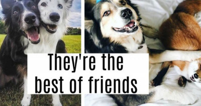 Adorable Doggo BFF's Stop At Nothing To Hug Each Other