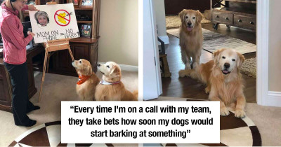 Adorable Dogs Get Hilarious Lesson From Woman Working From Home About The New House Rules