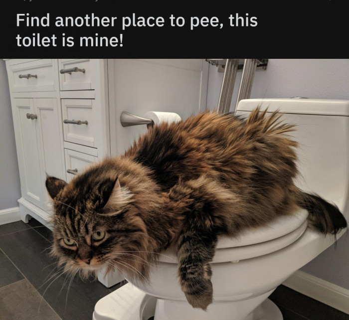 It is indeed the cat's toilet now.