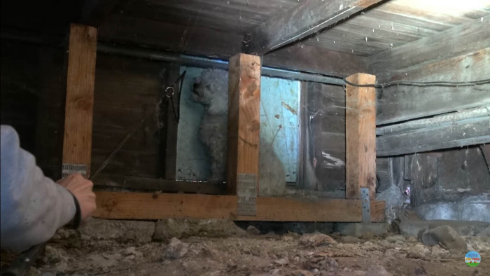 Eldad Hagar, the founder of Hope for Paws (a nonprofit organization), personally showed up to help rescue the dog.