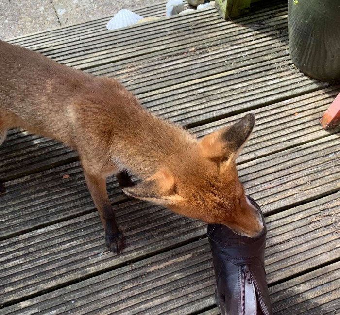 Foxy even steals shoes sometimes.
