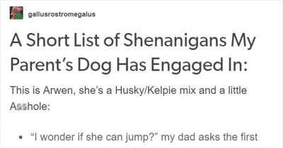 Tumblr User Shares the Unbelievable Antics of Her Family's Autism Support Dog