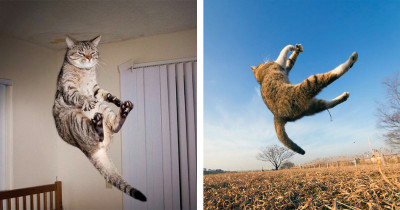 Cats Have Accomplished Their Missions on Planet Earth and Look Like They Are Being Called Back to the Mothership