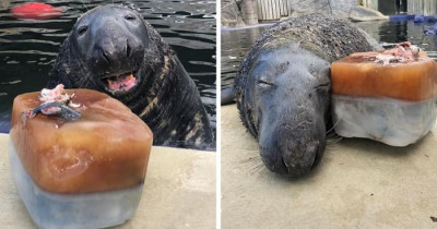 Adorable Seal Was Surprised With A Giant Ice Fish Cake On His 31st Birthday, And He Loved It