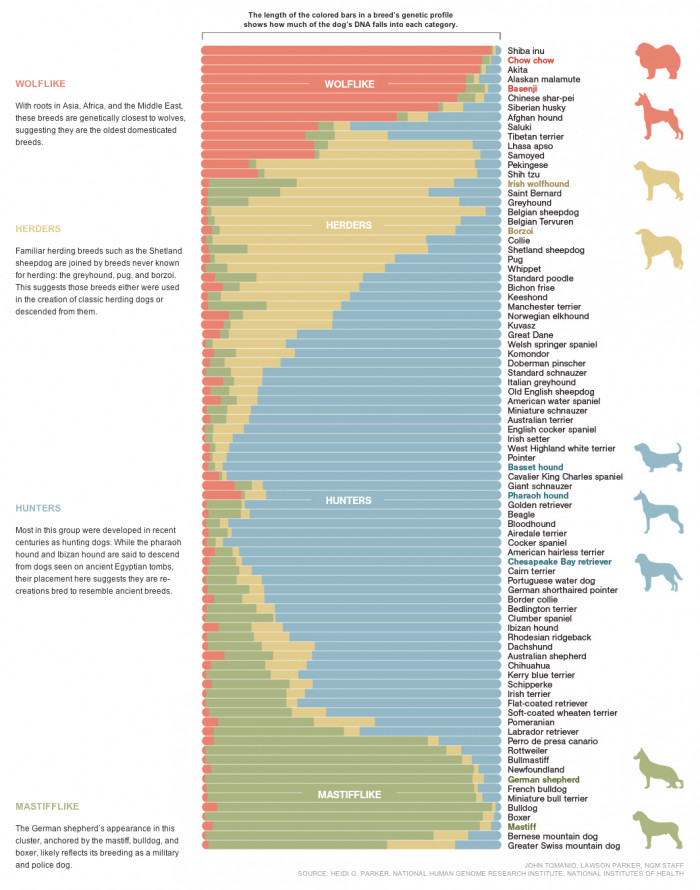 5. Dog breed with respect to genetics