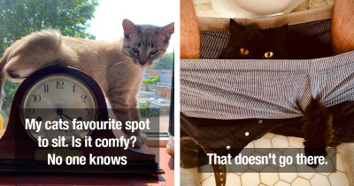Hilarious Cats Provide Their Own Proof That They're Ridiculous