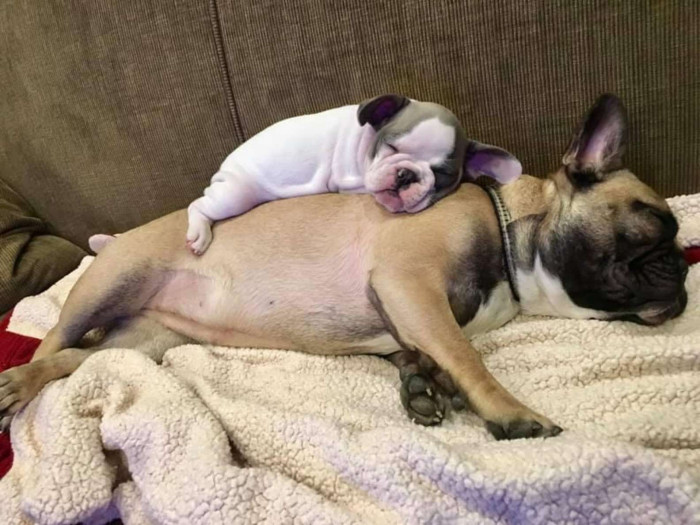 Over time, it became very obvious that the dynamic duo loved cuddling and napping together.