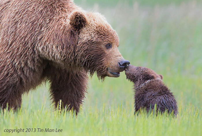 8. Bear kissing it's baby